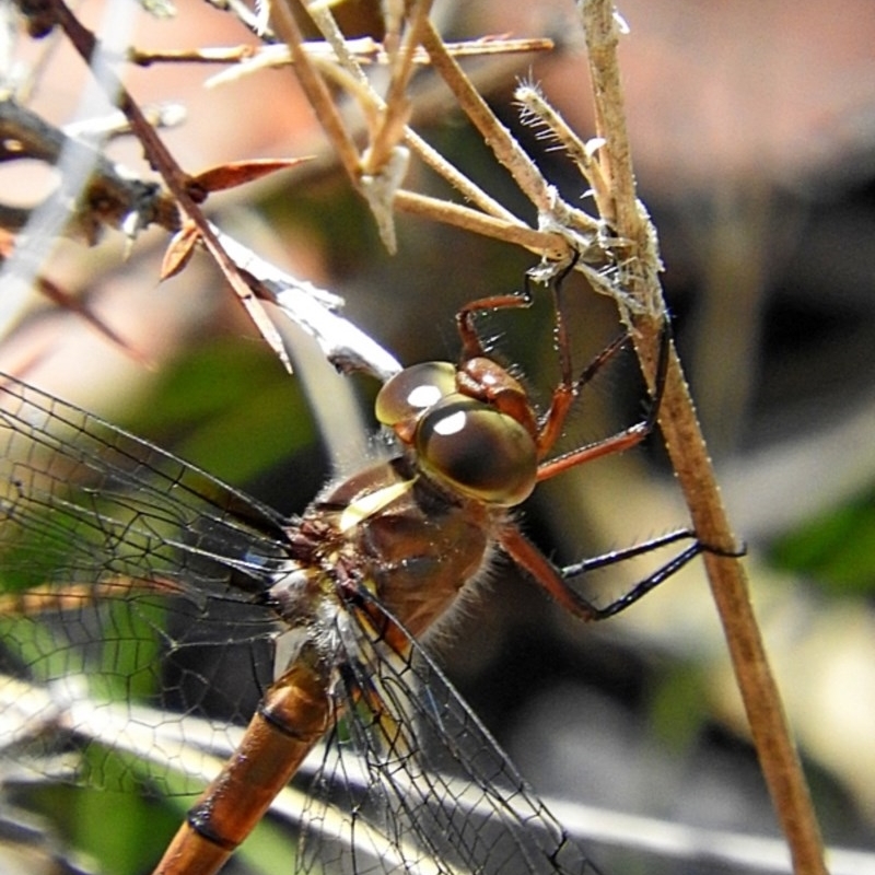 Austrocordulia refracta