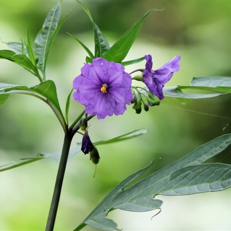 Solanum laciniatum