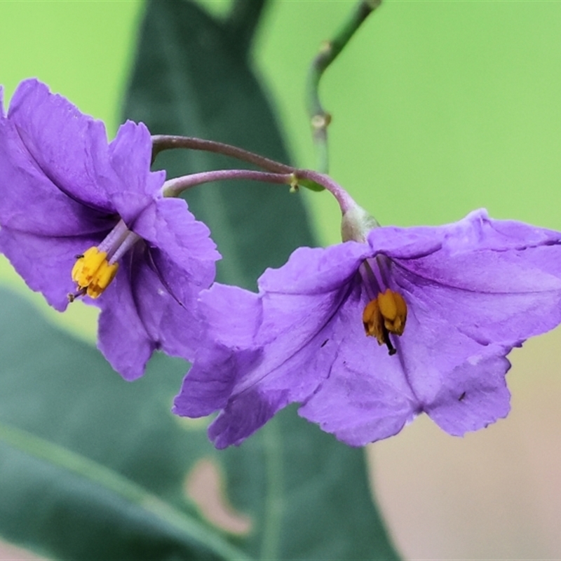 Solanum laciniatum
