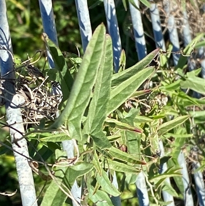 Convolvulus remotus