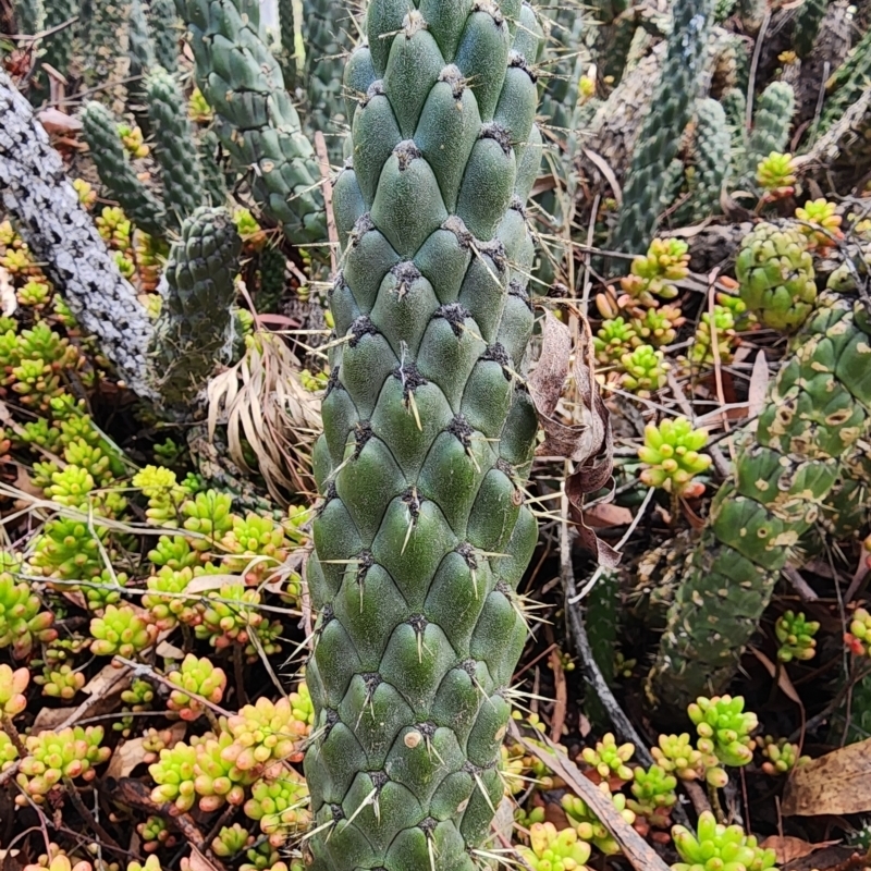 Austrocylindropuntia cylindrica