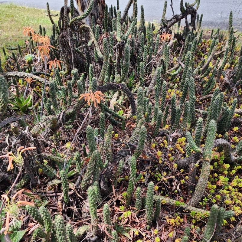 Austrocylindropuntia cylindrica