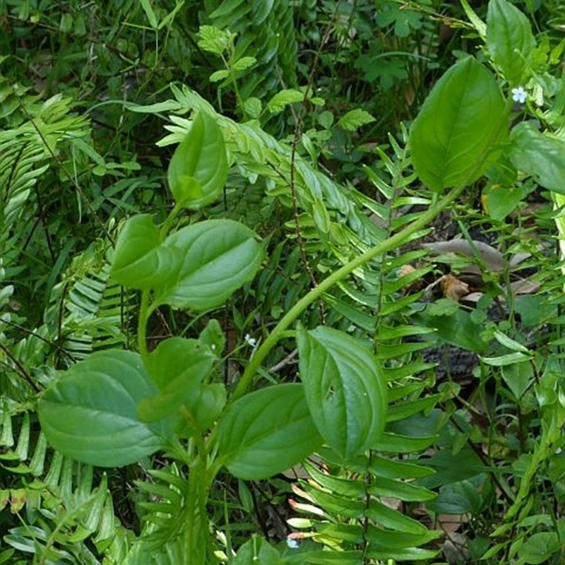 Austrocynoglossum latifolium