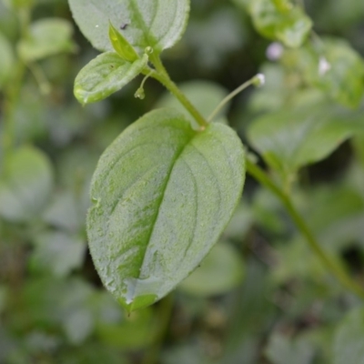 Austrocynoglossum latifolium