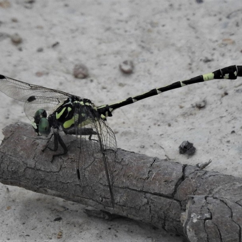 Austroepigomphus praeruptus