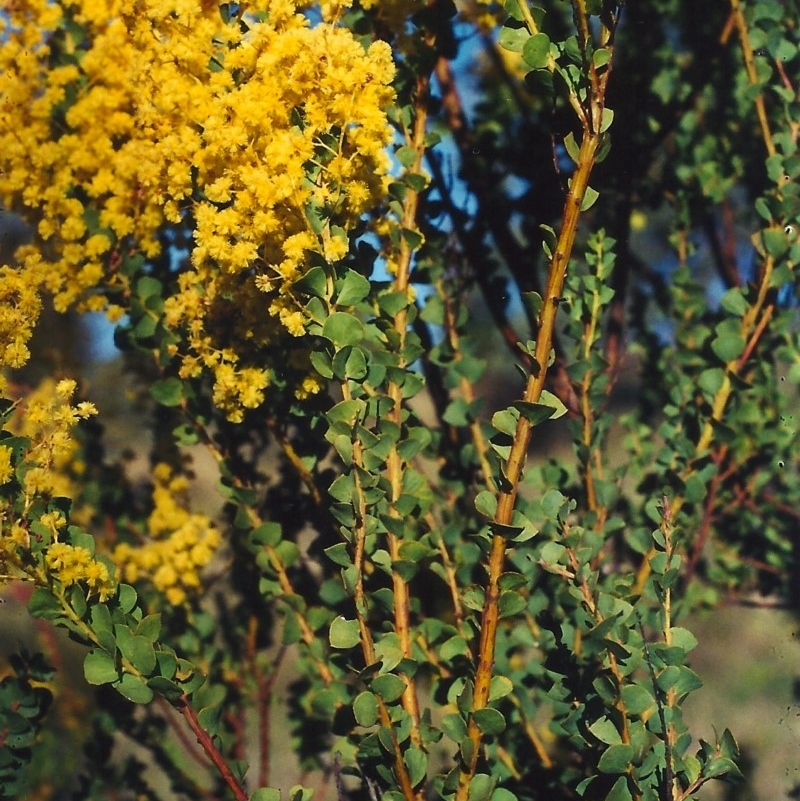 Acacia pravissima