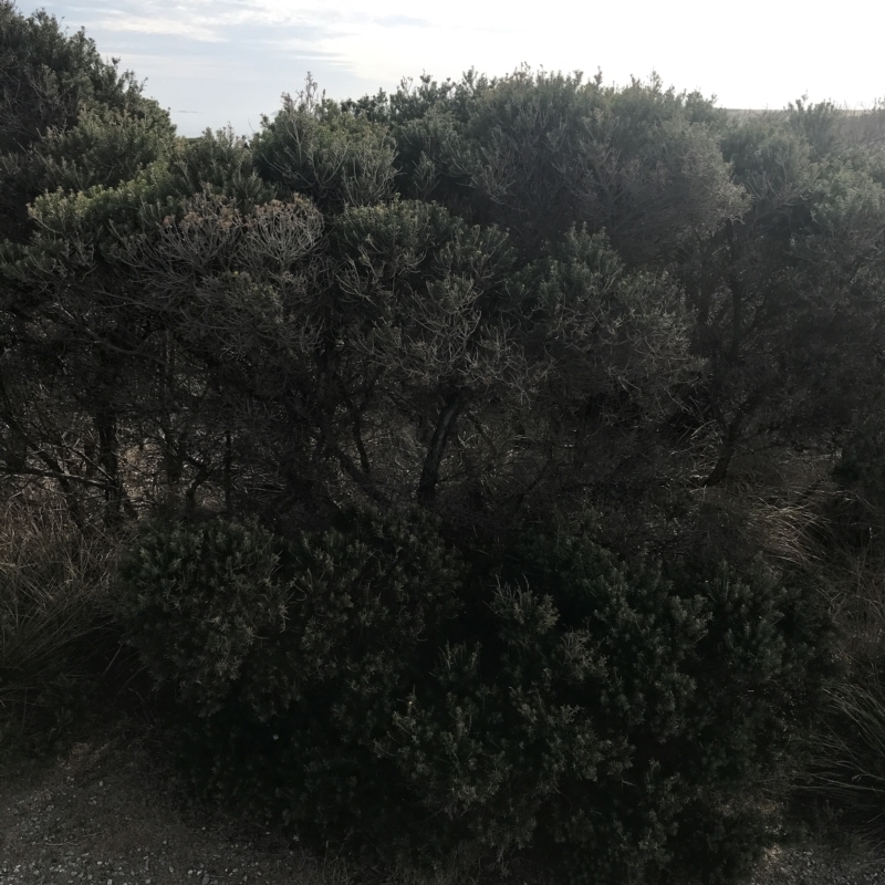 Melaleuca lanceolata