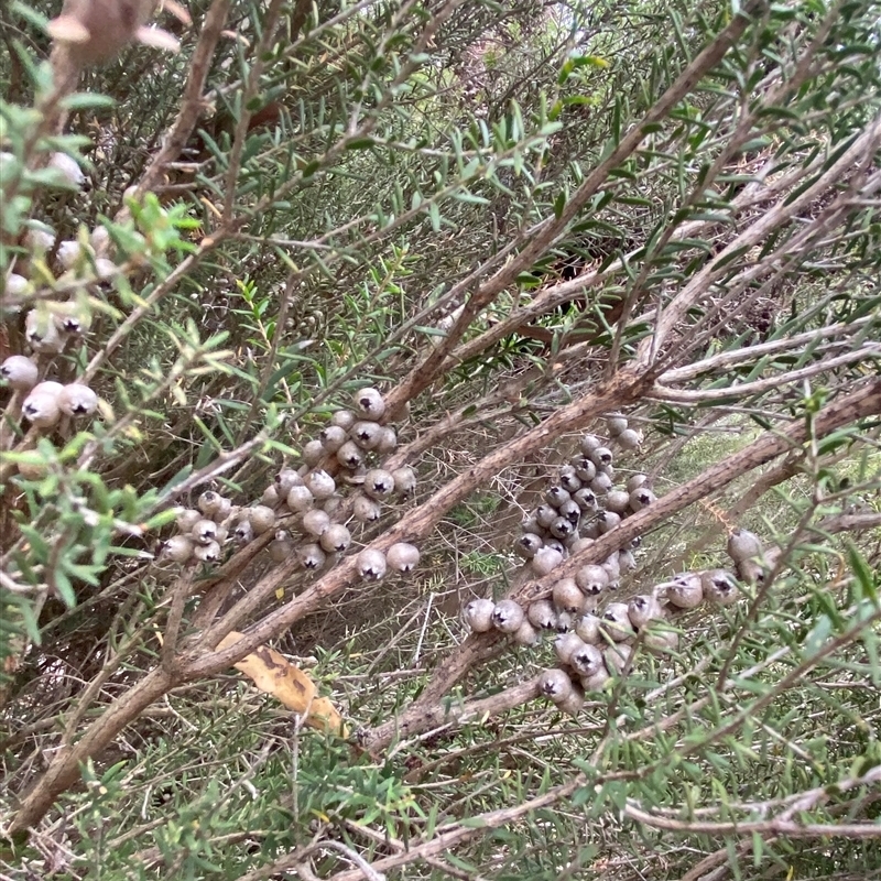 Melaleuca lanceolata