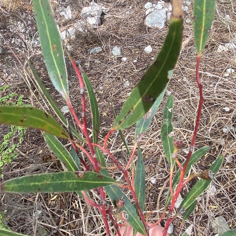 Eucalyptus oleosa