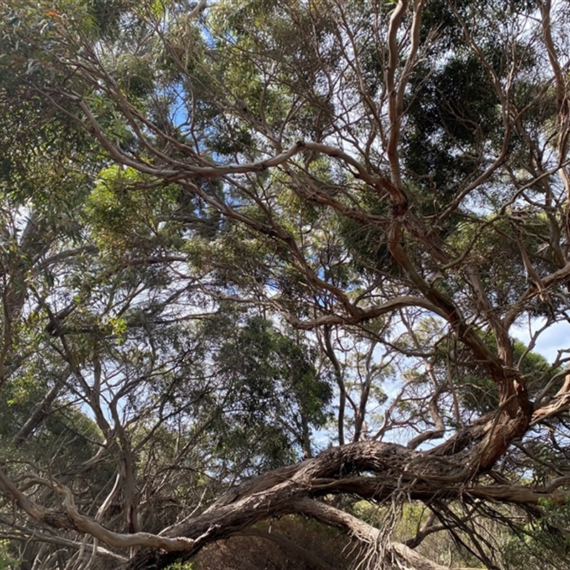 Eucalyptus oleosa