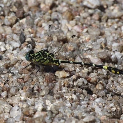 Austrogomphus cornutus