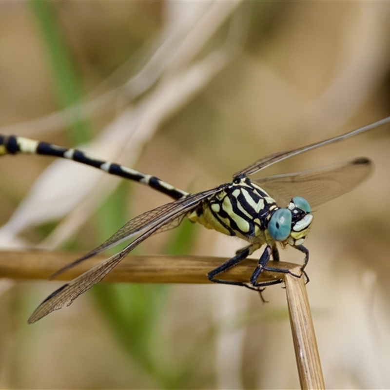 Austrogomphus cornutus