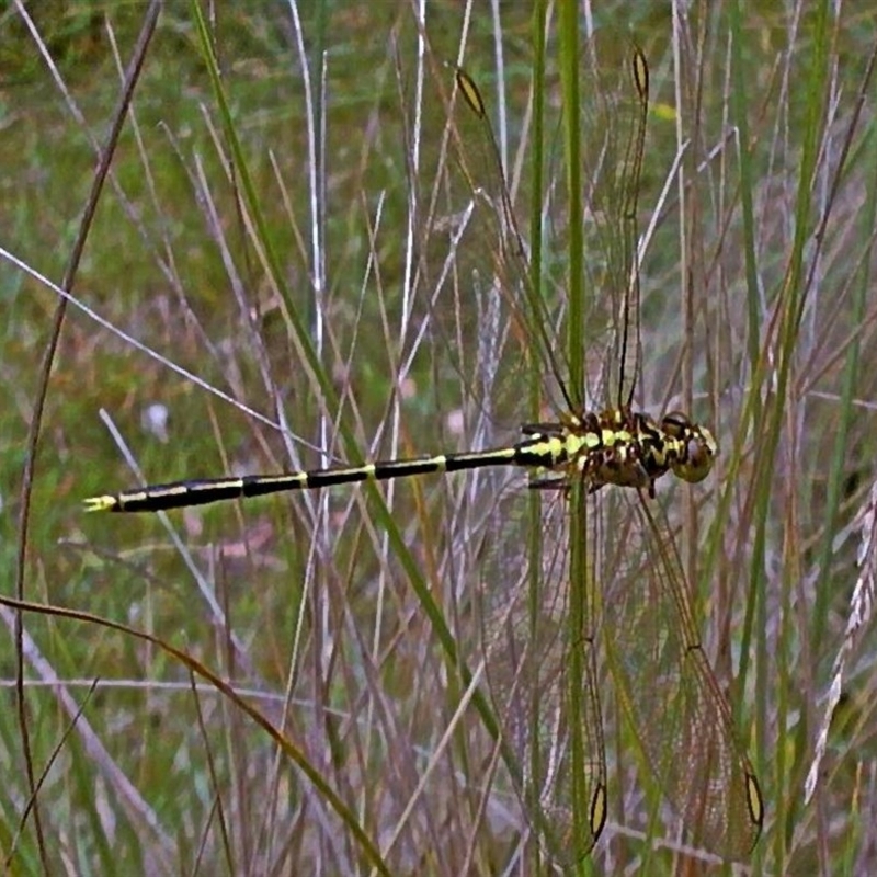 Austrogomphus guerini