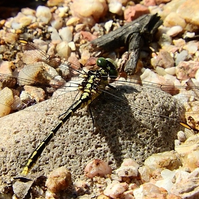 Austrogomphus guerini