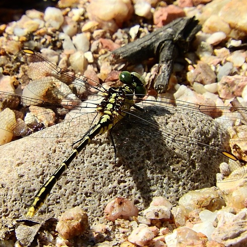 Austrogomphus guerini