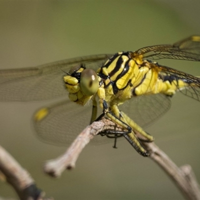 Austrogomphus guerini