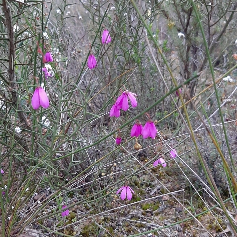 Tetratheca halmaturina