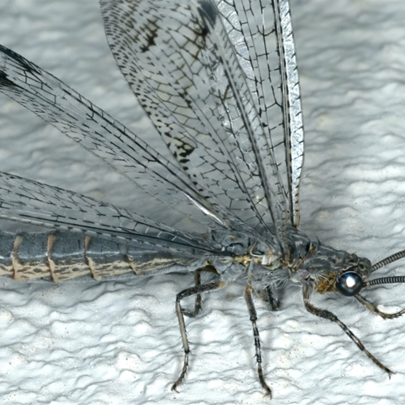 Austrogymnocnemia bipunctata