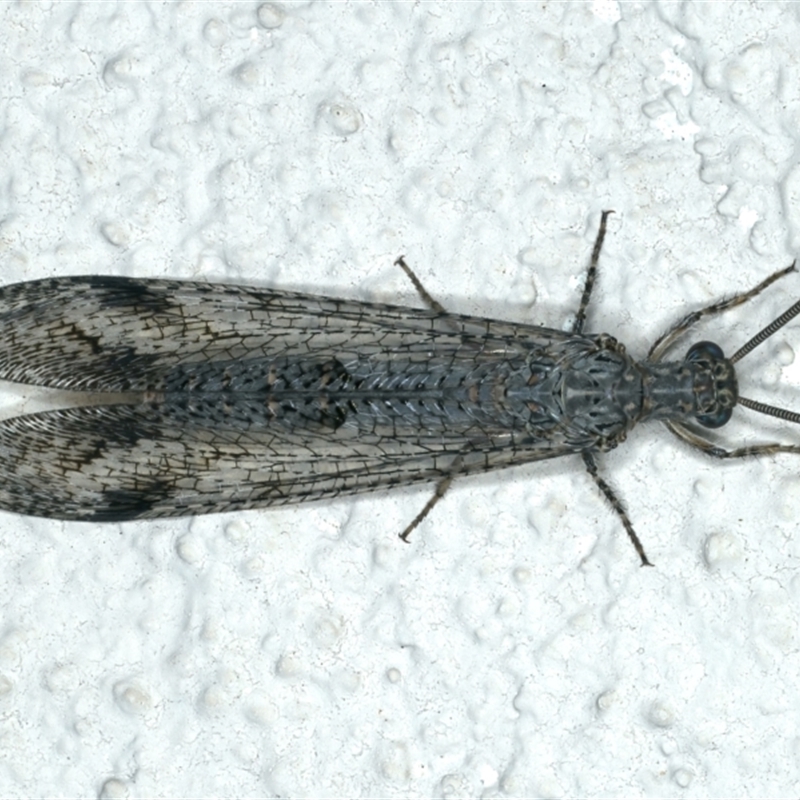 Austrogymnocnemia bipunctata