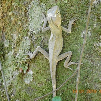 Hypsilurus spinipes