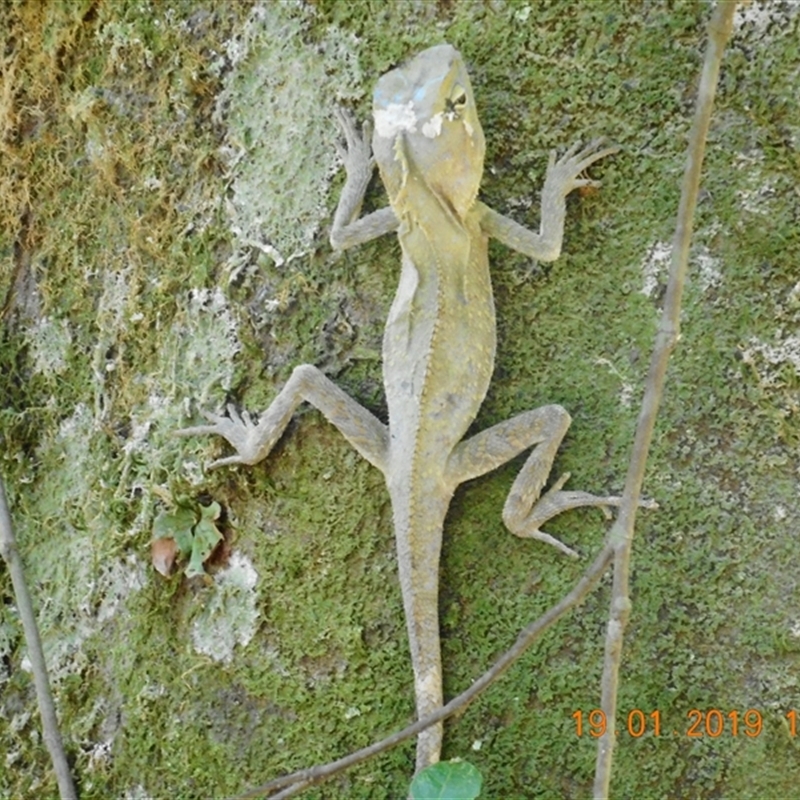 Hypsilurus spinipes