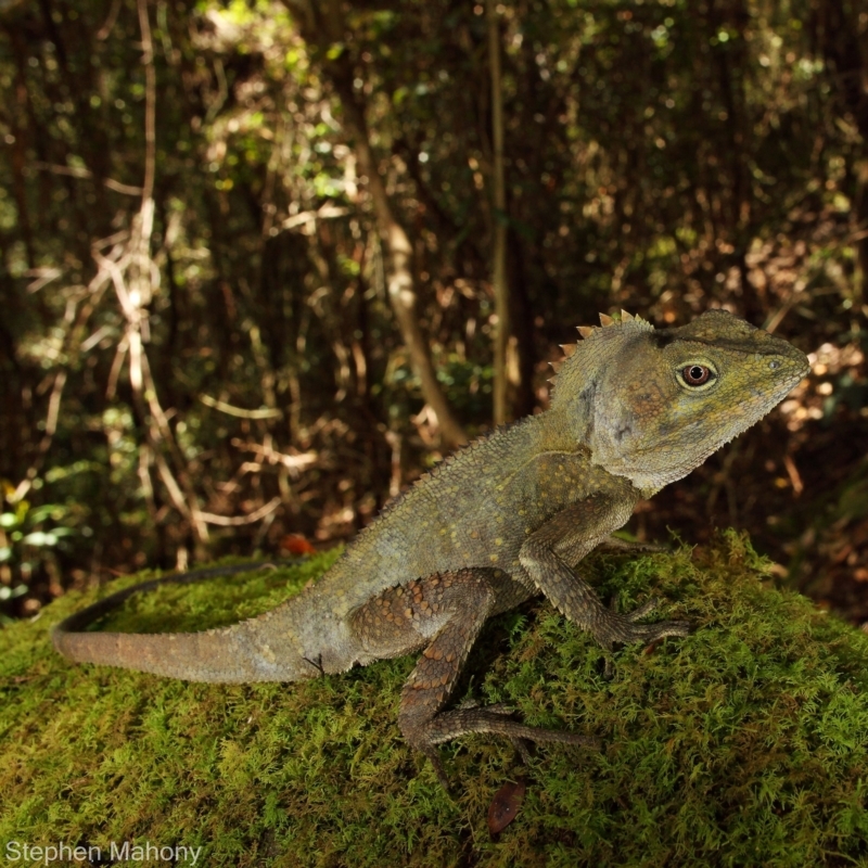 Lophosaurus spinipes