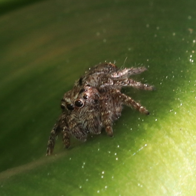 Servaea villosa