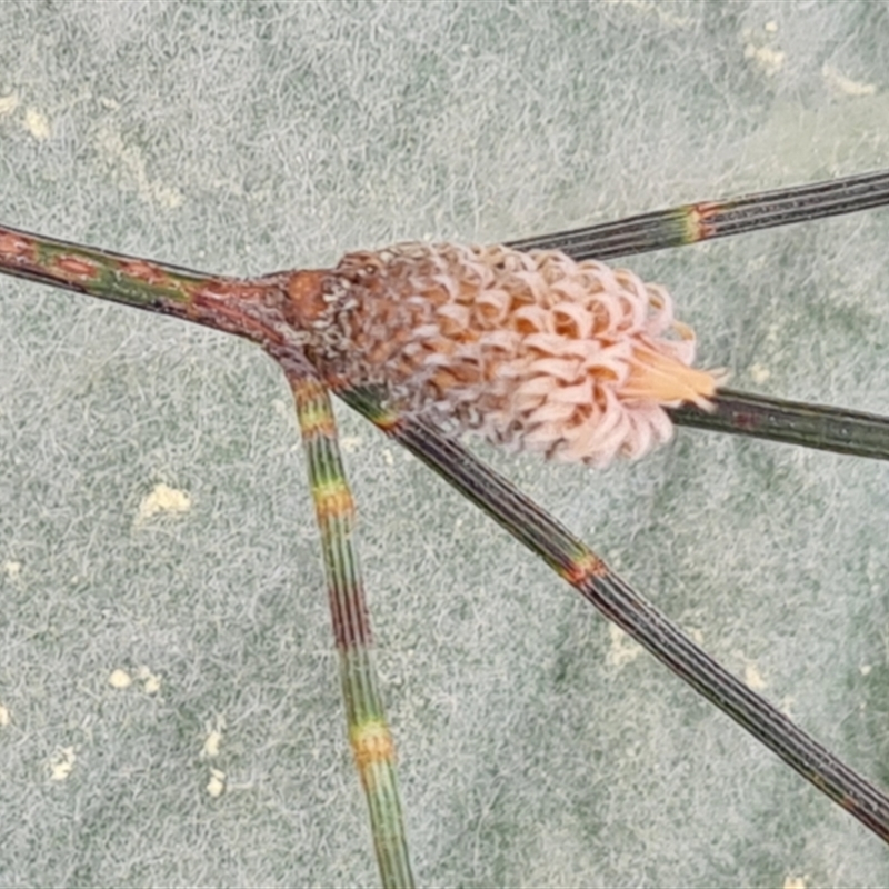 Cylindrococcus sp. (genus)