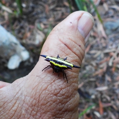 Gasteracantha fornicata