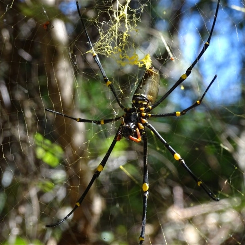 Nephila pilipes