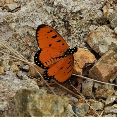 Acraea terpsicore