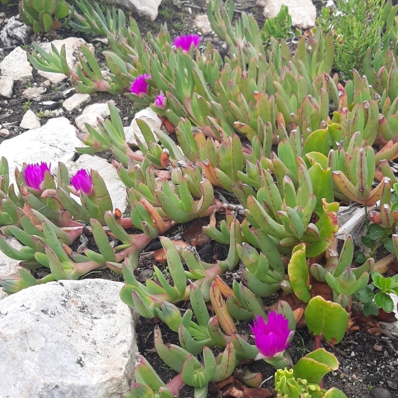 Carpobrotus rossii