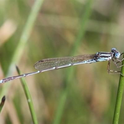 Austrolestes analis