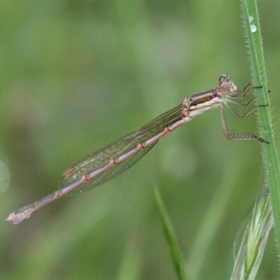 Austrolestes analis