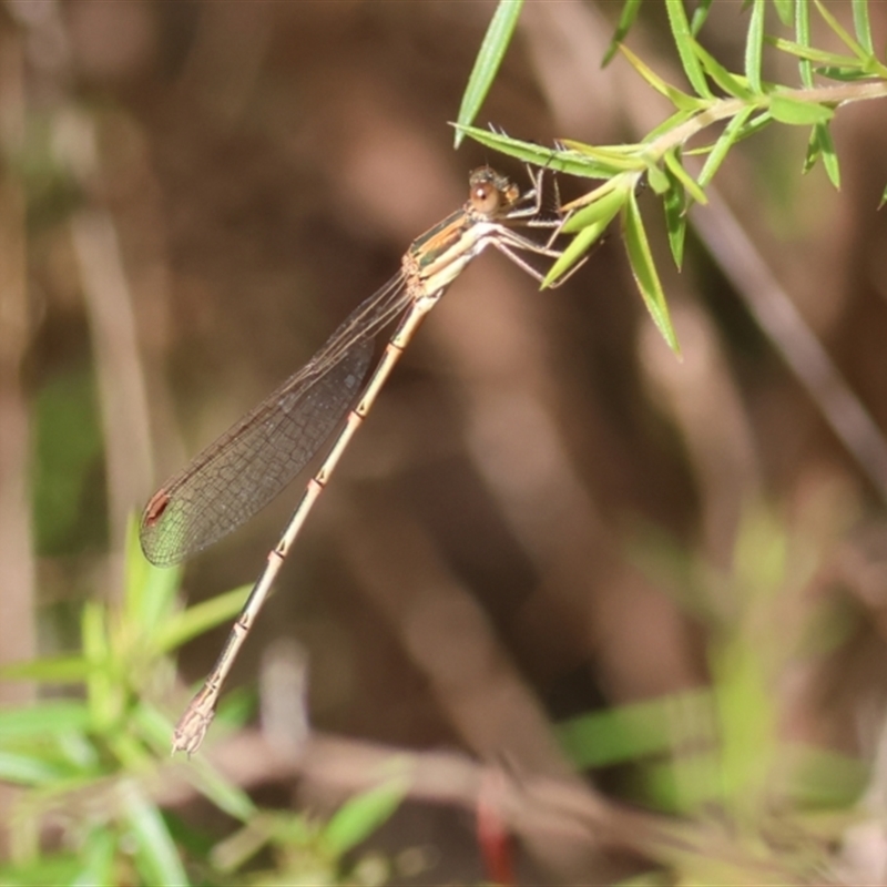 Austrolestes analis