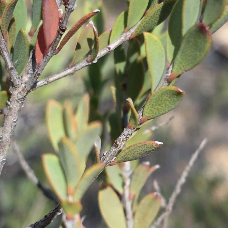 Calothamnus quadrifidus subsp. homalophyllus