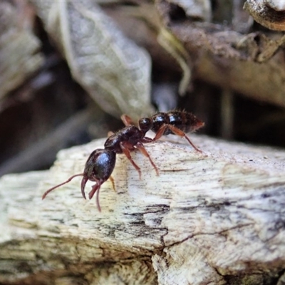 Amblyopone australis