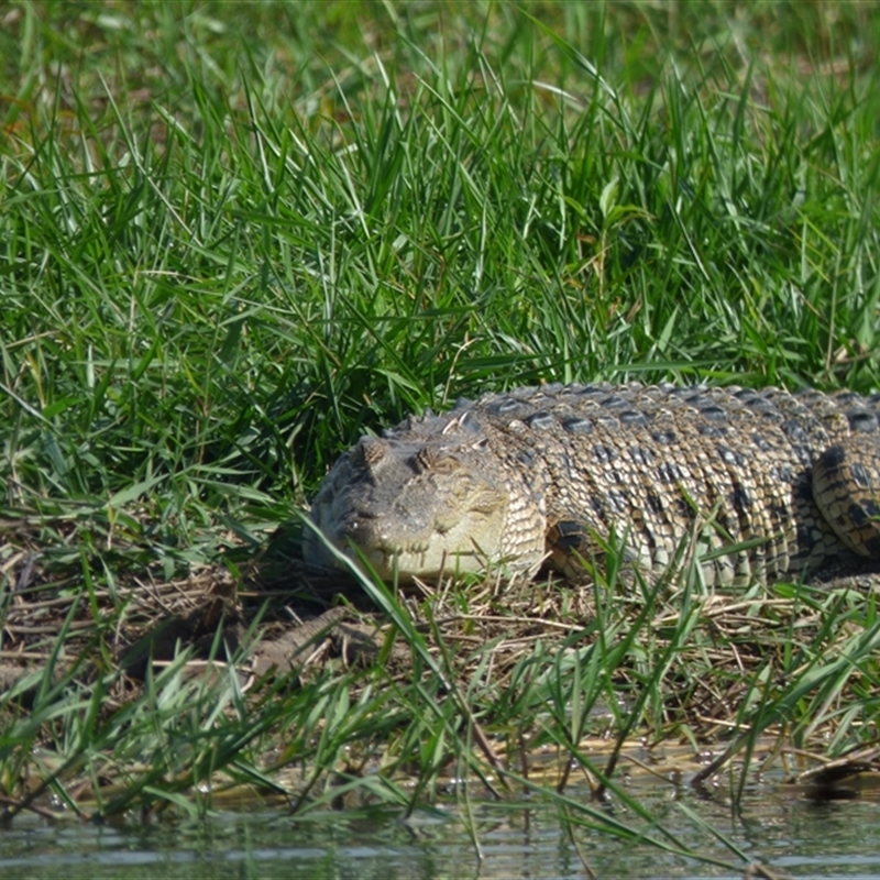 Crocodylus porosus