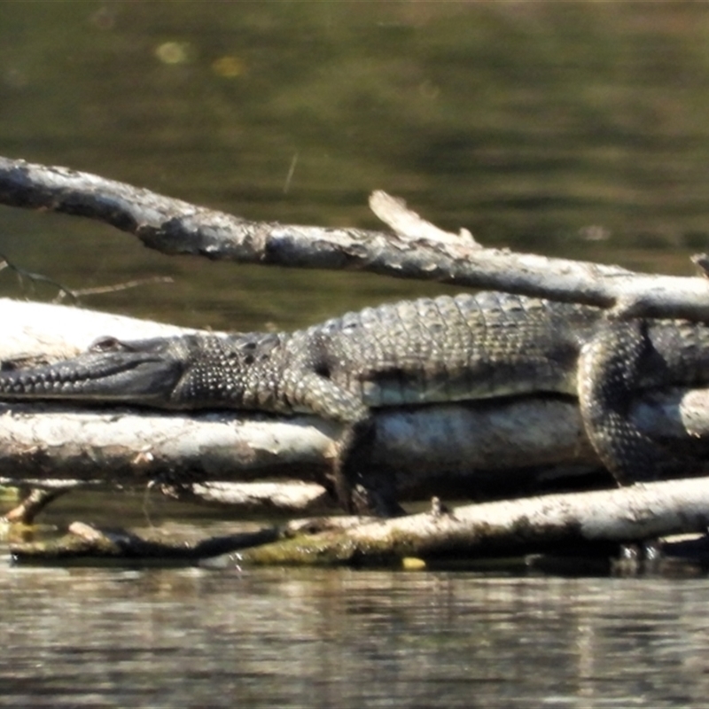 Crocodylus johnstoni