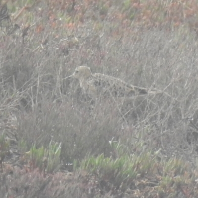 Calidris subruficollis