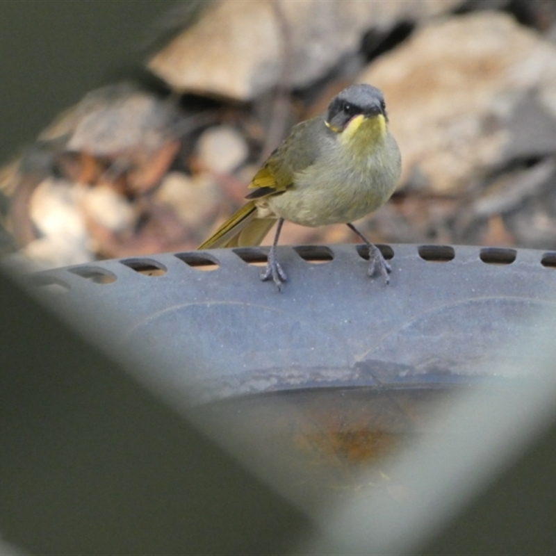 Lichenostomus cratitius