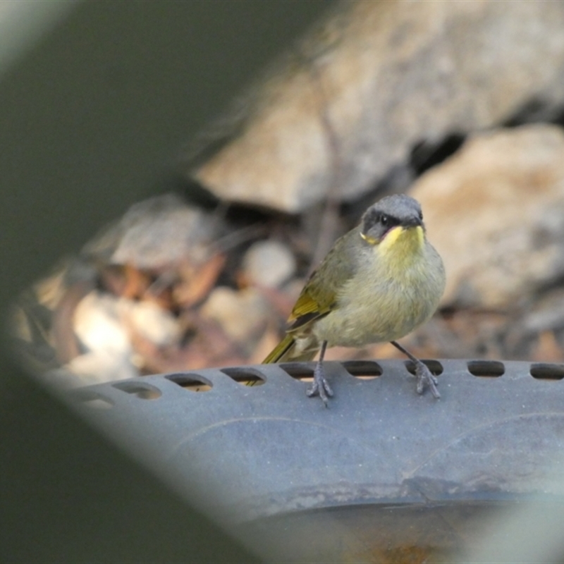 Lichenostomus cratitius