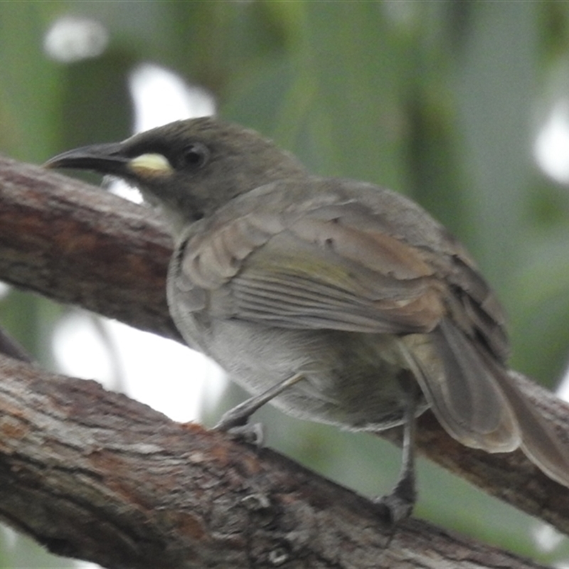 Stomiopera unicolor