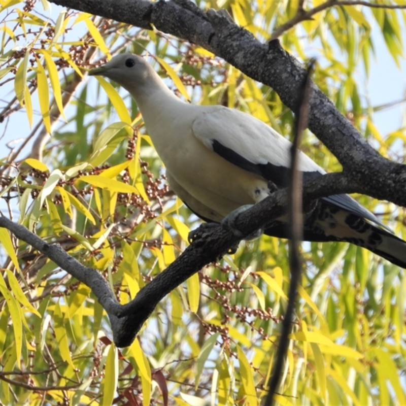 Ducula spilorrhoa