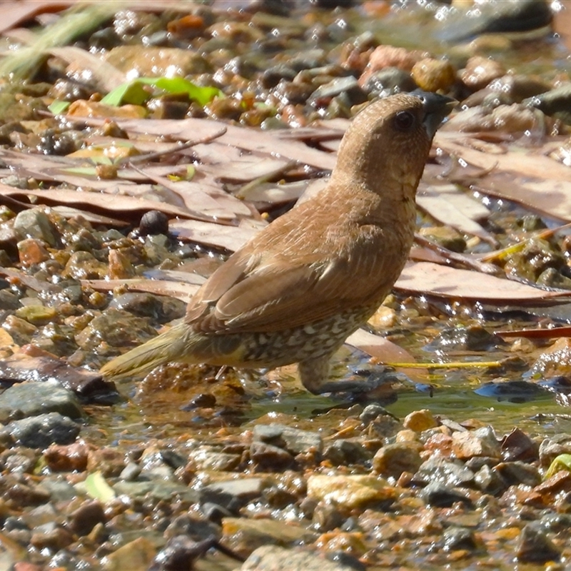 Lonchura punctulata