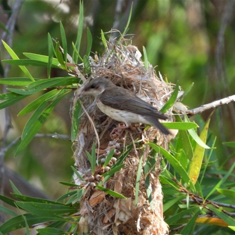 Ramsayornis modestus