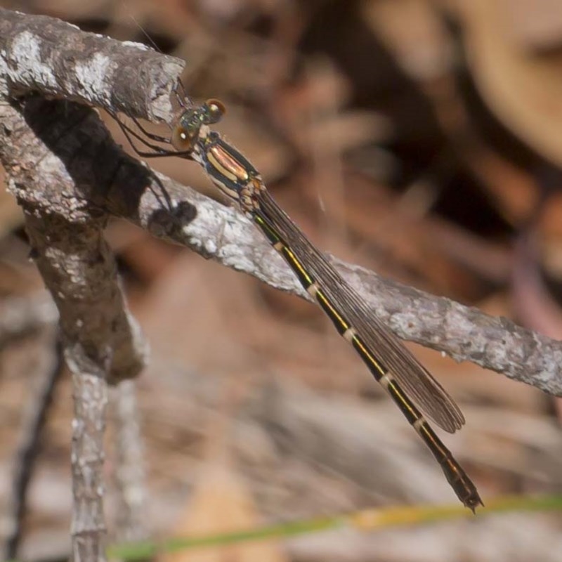 Austrolestes cingulatus