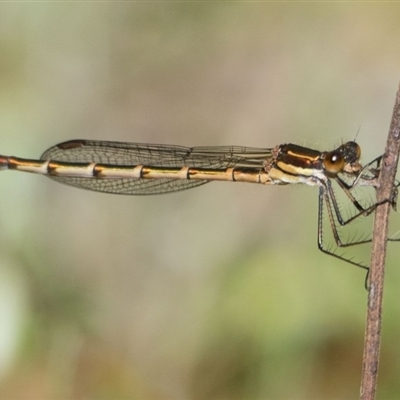 Austrolestes cingulatus