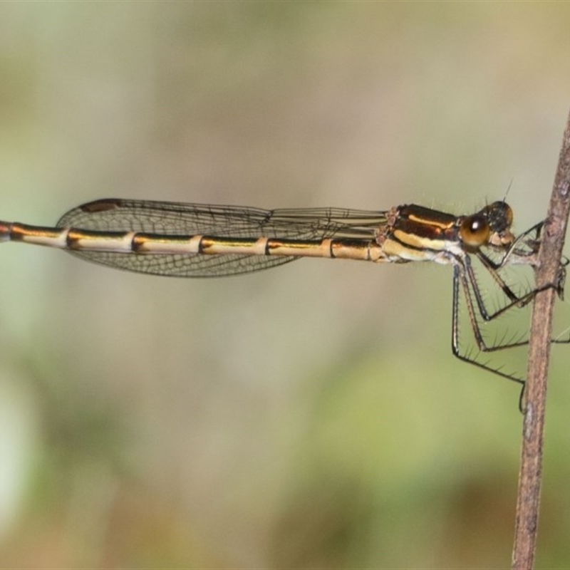 Austrolestes cingulatus