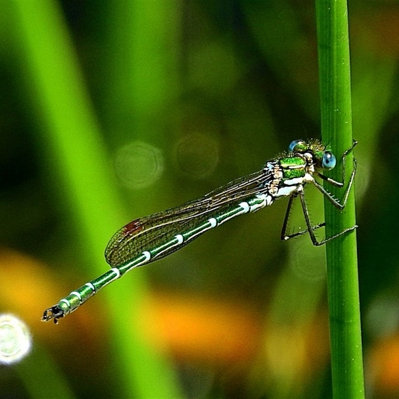 Austrolestes cingulatus